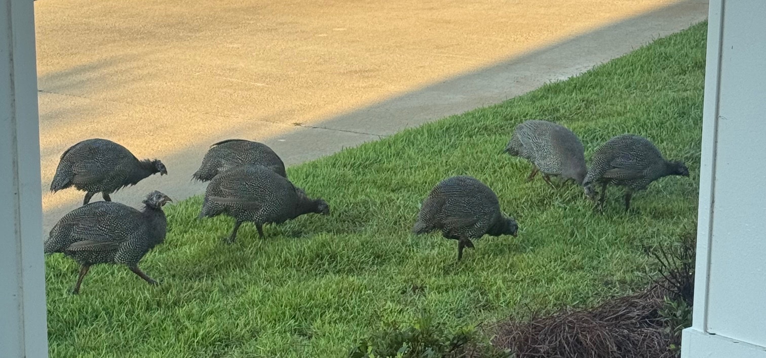 Guineafowl
